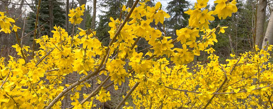 CH-Home-Page-Images.1011