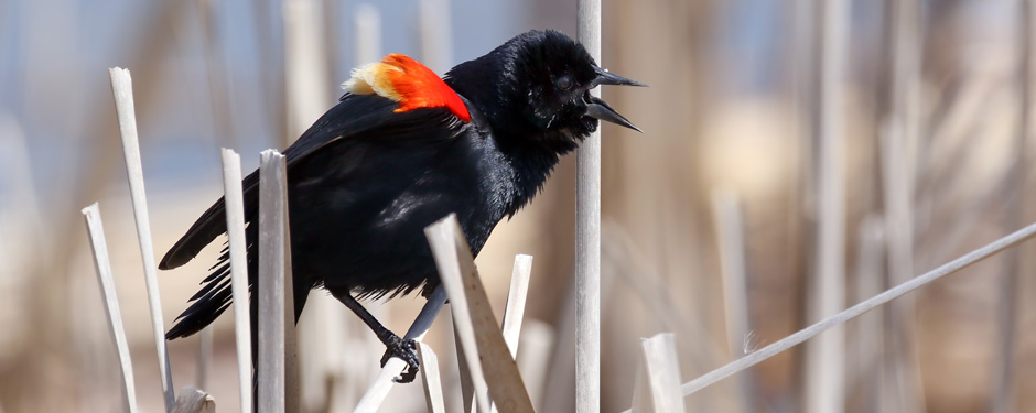 CH-Home-Page-Images.1162