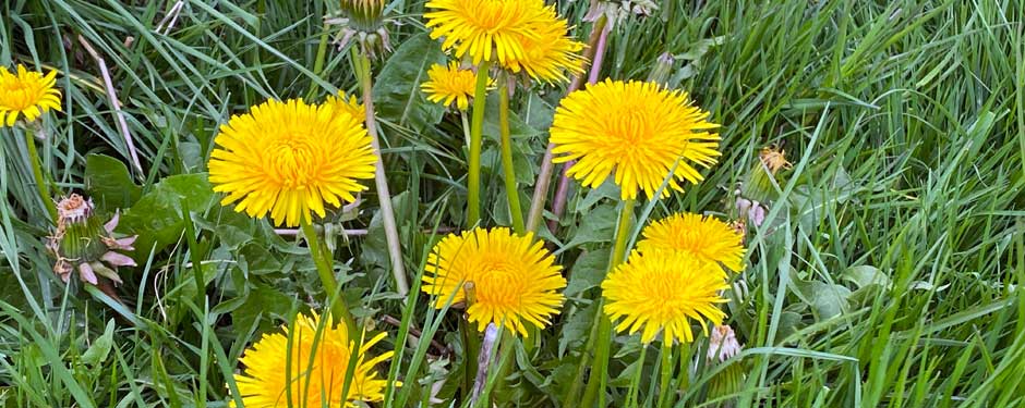 CH-Home-Page-Images.1465