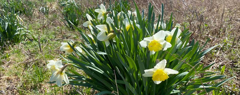 CH-Home-Page-Images.875